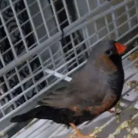 فنچ کراواتی،بنگالی،ستاره‌ای،گلدین،شارکل و ایمو