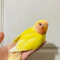 کوتوله زرد صورت هلویی سرلاکی|پرنده|نیشابور, امام|دیوار