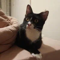 واگذاری گربه تاکسیدو|گربه|رشت, علی آباد|دیوار