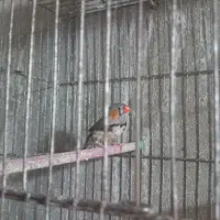 فروش فنج|پرنده|محمدیه-قزوین, |دیوار