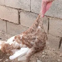 بوقلمون بوربون و مرغ خروس سیاه