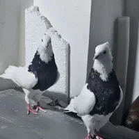 کبوتر|پرنده|ایلام, |دیوار