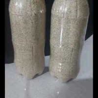 بذرگوجه ای درجه ۱