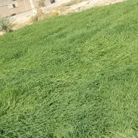 جو سبز برای دامدارن