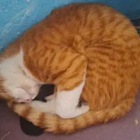 واگذاری|گربه|شیراز, گود عربان|دیوار