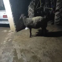 بره نر|حیوانات مزرعه|صادق آباد, |دیوار