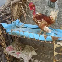 فروش دو عدد خروس دیلگونی جوان سن ده ماه