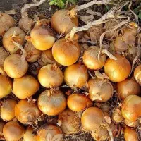 بذر پیاز الیت ۳پاکت ۲۰۲۶