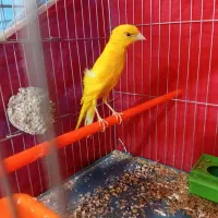 قناری رسمی بلند نر|پرنده|شاهرود, |دیوار