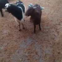 دوعددبزغالهچاقواسهشبچله|حیوانات مزرعه|الشتر, |دیوار