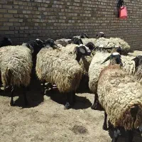 قوچ میش شال اصل