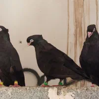 زاغ ابادانی خون خالص