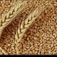 بذرگندم احسان