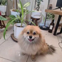 سگ پامر روباهی