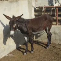 الاغ (خر) گوسفندی