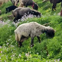 12میش 5بره