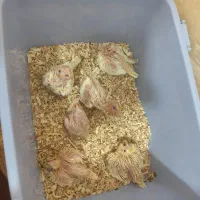 جوجه عروس هلندی|پرنده|شیراز, کوشک میدان|دیوار