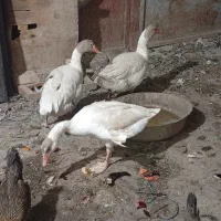 غاز|حیوانات مزرعه|اهواز, چنیبه پایین|دیوار