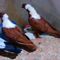 ۲جفت الابغاز