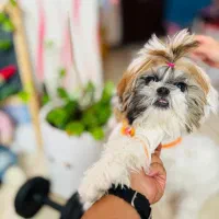 سگ شیتزو سوپر فلت