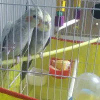 عروس هلندی یک جفت