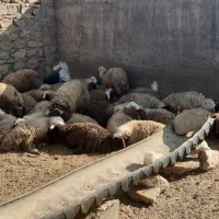 بره نر کشتاری و صادراتی سفید جفتی ۱۰۰ کیلو