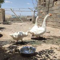 معاوضه با بوقلمون یا مرغ خروس محلی