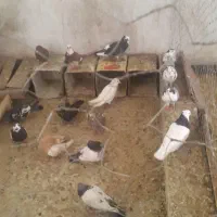 پرنده کبوتر