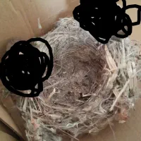 مرغ مینا و قناری خارجی یک جفت یک ماهه|پرنده|بندرعباس, |دیوار