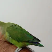 کوتوله برزیلی|پرنده|شیراز, رکن‌آباد|دیوار