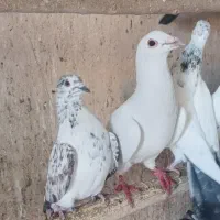 کبوتر پلاکی