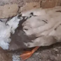 فروش ی عدد اردک نر جوان تازه ب بلوغ رسیده
