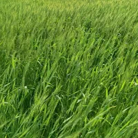 گندم بذری رقم پیشگام