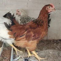 جوجه خروس محلی