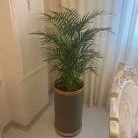 تعویض گلدان گلهای اپارتمانی در منزل شما