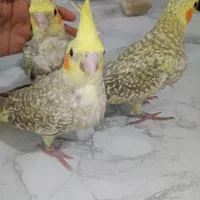 3عدد عروس هلندی