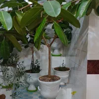 فروش درختچه