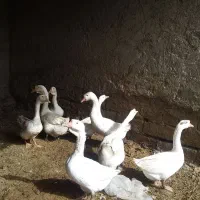 دو جفت غوغاز مناسب نگهداشتن و کشتن|حیوانات مزرعه|زهک, |دیوار