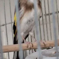 سهره جفتی ۲ساله