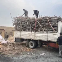 بالاترین خریدار چوب درختی
