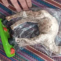 عروسک|مجسمه، تندیس، ماکت|قروه, |دیوار