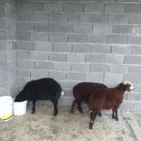 بره نر و ماده