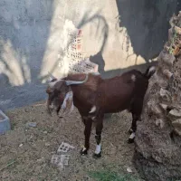 چپشت و نری چاق. منوجان هستم