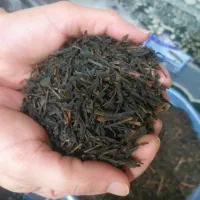 چای ایرانی از کارخانه بزرگ فومنات گیلان
