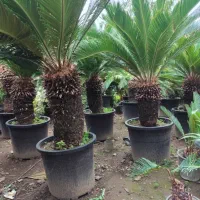 فضا سازی ویلا گل و گیاه