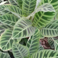 کاج اسباتی شفلورا برگ انجیری بابا آدم|گل و گیاه طبیعی|سلمان‌شهر, |دیوار