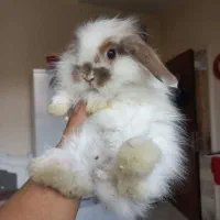 خرگوش لوپ اصل نر هست۴ماهه