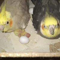 عروس هلندی|پرنده|ابهر, |دیوار