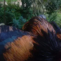 خروس|حیوانات مزرعه|کلاچای, |دیوار