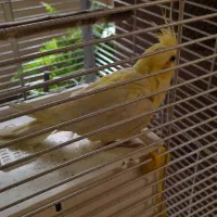 عروس هلندی نر و ماده|پرنده|تهران, سازمان برنامه شمالی|دیوار